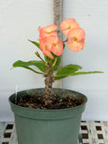 Euhorbia Milii Crown Of Thorns "Orange Jubilee" Corona de Cristo Thai Hybrid