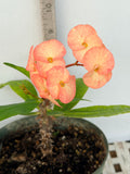 Euhorbia Milii Crown Of Thorns "Orange Jubilee" Corona de Cristo Thai Hybrid