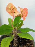 Euhorbia Milii Crown Of Thorns "Orange Jubilee" Corona de Cristo Thai Hybrid