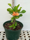 Euphorbia Milii WHISPERING ANGEL Crown Of Thorns  Poysean Corona De Cristo