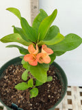 Euphorbia Milii WHISPERING ANGEL Crown Of Thorns  Poysean Corona De Cristo