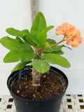 Euphorbia Milii ORANGE FANTA Crown of Thorns Corona de Cristo Succulent