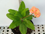 Euphorbia Milii ORANGE FANTA Crown of Thorns Corona de Cristo Succulent