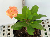 Euphorbia Milii ORANGE FANTA Crown of Thorns Corona de Cristo Succulent