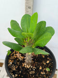 Euphorbia Milii KANOKLAI Crown of Thorns Corona De Cristo