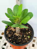 Euphorbia Milii KANOKLAI Crown of Thorns Corona De Cristo
