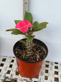 Euphorbia Milii SIAM SUNSHINE Crown of Thorns Corona De Cristo