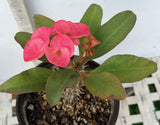Euphorbia Milii SIAM SUNSHINE Crown of Thorns Corona De Cristo