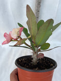 Euphorbia Milii BABY'S BREATH Crown of Thorns Corona de Cristo Cactus/Succulent