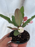 Euphorbia Milii BABY'S BREATH Crown of Thorns Corona de Cristo Cactus/Succulent