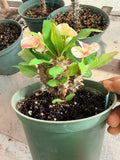 Euhorbia Milii Crown Of Thorns Corona de Cristo 'Name it Yourself' Pink Variety