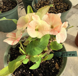 Euhorbia Milii Crown Of Thorns Corona de Cristo 'Name it Yourself' Pink Variety