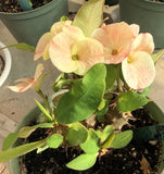 Euhorbia Milii Crown Of Thorns Corona de Cristo 'Name it Yourself' Pink Variety