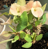Euhorbia Milii Crown Of Thorns Corona de Cristo 'Name it Yourself' Pink Variety