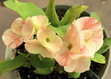 Euhorbia Milii Crown Of Thorns Corona de Cristo 'Name it Yourself' Pink Variety
