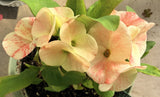 Euhorbia Milii Crown Of Thorns Corona de Cristo 'Name it Yourself' Pink Variety