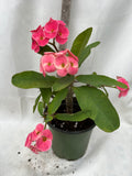 Euphorbia Milii ETERNAL FLAME Crown of Thorns  Corona de Cristo Succulent Tropicals