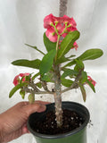 Euphorbia Milii ETERNAL FLAME Crown of Thorns  Corona de Cristo Succulent Tropicals