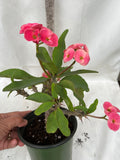 Euphorbia Milii ETERNAL FLAME Crown of Thorns  Corona de Cristo Succulent Tropicals