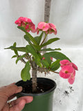 Euphorbia Milii ETERNAL FLAME Crown of Thorns  Corona de Cristo Succulent Tropicals