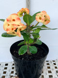 Euphorbia Milii NAMCHOK (Dream Land) Crown of Thorns Corona de Cristo Cactus/Succulent