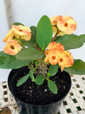 Euphorbia Milii NAMCHOK (Dream Land) Crown of Thorns Corona de Cristo Cactus/Succulent