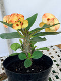 Euphorbia Milii NAMCHOK (Dream Land) Crown of Thorns Corona de Cristo Cactus/Succulent