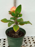 Euphorbia Milii UDOM PHON Crown of Thorns Corona de Cristo Cactus Thai Hybrid