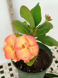 Euphorbia Milii UDOM PHON Crown of Thorns Corona de Cristo Cactus Thai Hybrid