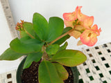 Euphorbia Milii UDOM PHON Crown of Thorns Corona de Cristo Cactus Thai Hybrid