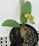 Euphorbia Milii SUNKIST Crown of Thorns Corona de Cristo Large Blooms