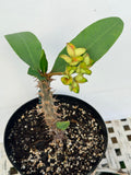 Euphorbia Milii SUNKIST Crown of Thorns Corona de Cristo Large Blooms