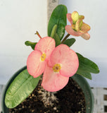 Euhorbia Milii Crown Of Thorns Corona de Cristo 'Name it Yourself' New Variety