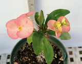 Euhorbia Milii Crown Of Thorns Corona de Cristo 'Name it Yourself' New Variety