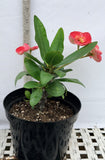 Euhorbia Milii Crown Of Thorns "Make A Wish" Corona de Cristo Thai Hybrid