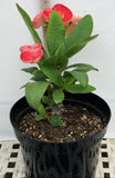 Euhorbia Milii Crown Of Thorns "Make A Wish" Corona de Cristo Thai Hybrid