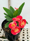 Euhorbia Milii Crown Of Thorns "Make A Wish" Corona de Cristo Thai Hybrid