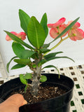 Euhorbia Milii Crown Of Thorns "Make A Wish" Corona de Cristo Thai Hybrid
