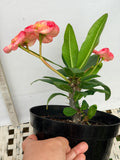 Euhorbia Milii Crown Of Thorns "Make A Wish" Corona de Cristo Thai Hybrid