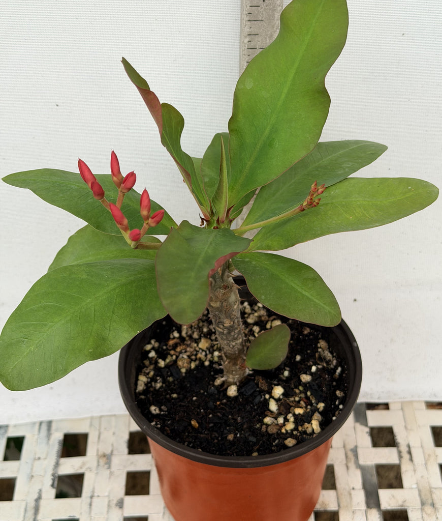 lavender queen plant Euphorbia Milii LAVENDER QUEEN Crown of Thorns Corona de Cristo – Euphorbia Milii Garden (Crown Of Thorns)