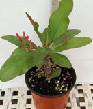 Euphorbia Milii LAVENDER QUEEN Crown of Thorns Corona de Cristo