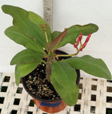 Euphorbia Milii LAVENDER QUEEN Crown of Thorns Corona de Cristo