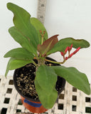 Euphorbia Milii LAVENDER QUEEN Crown of Thorns Corona de Cristo