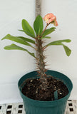 Euphorbia Milii ZENAIDA Crown of Thorns Corona De Cristo Cactus Poysean Thai Hybrid