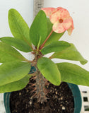 Euphorbia Milii ZENAIDA Crown of Thorns Corona De Cristo Cactus Poysean Thai Hybrid