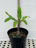 Euphorbia Milii DANCING QUEEN (POP CHOK) Crown of Thorns Corona De Cristo Succulent/Cactus