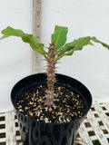 Euphorbia Milii DANCING QUEEN (POP CHOK) Crown of Thorns Corona De Cristo Succulent/Cactus