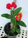 Euphorbia Milii RED MILLIONAIRE Crown of Thorns Coronas de Cristo