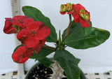 Euphorbia Milii RED MILLIONAIRE Crown of Thorns Coronas de Cristo