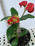 Euphorbia Milii RED MILLIONAIRE Crown of Thorns Coronas de Cristo